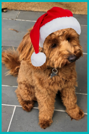 Harry Xmas 2